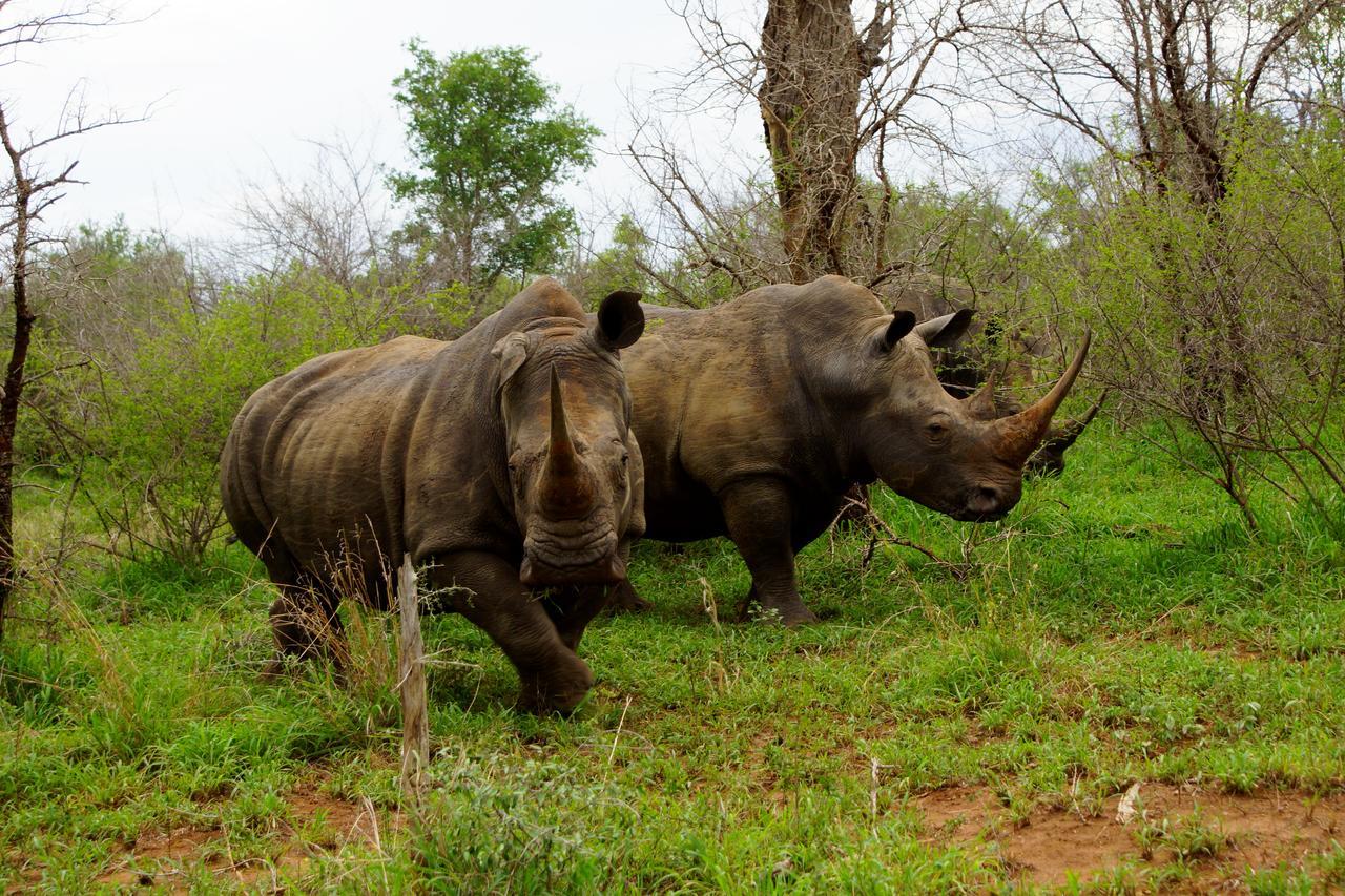 Villa Marloth Park Hippo House Esterno foto